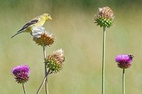Finally - 1st Goldfinch photos