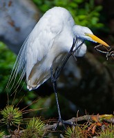 Great egrets around the region