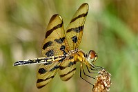 Dragonflies and bloomin onions