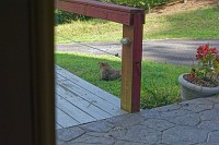 D71_2998 Groundhog apparently living under the front porch.Going to have to evict it.