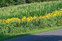 D5C_3814 Sun flowers along corn field