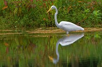 Great egret feeding at Wormley Pond
