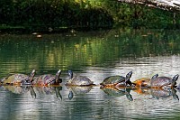 Wormley Pond turtles warming themselves in the sun