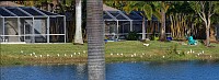 D5C_5323-5325_pano_cras Egrets on the lake