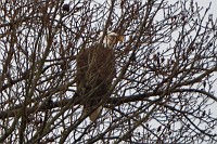 York River eagle, Wormley Creek GBH