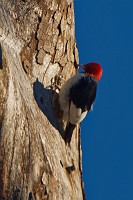 Red-headed woodpecker at Beaverdam Creek