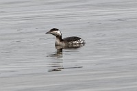 D5C_7256 Grebe by the picnic area