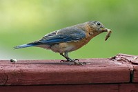 Bluebird flails a grub