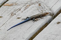 Local skink and a little early morning color