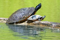 Worlmey Pond turtles and ducks, Yorktown osprey