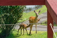 Fawns visit in the afternoon and morning, sunrise