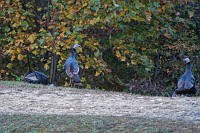 Turkeys on the far side of Spring Pond, GBH visits Spring Pond, morning color