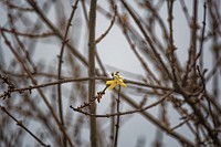 D5C_3329 This is winter on the mountain? 60F and a forsythia bloom