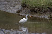 Wormley Creek egret