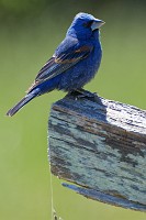 1st fairly decent bluebird shots of the year