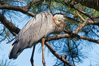 GBH in a tree