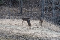D5C_6388 Deer across Spring Pond