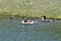 Canada geese on Spring Pond, my nemesis groundhog