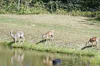Deer at Spring Pond, moving the mountain, tangle with a big dog