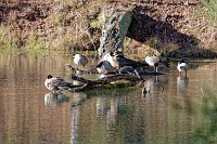 Geese have taken over the turtle logs