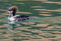 Mergansers and Bald Eagle at Wormley Pond