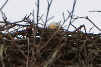 Eagle in nest, Yorktown ducks and loon, Wormley Creek GBH