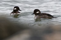 D5C_0674 Yorktown ducks
