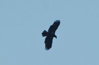 D5C_0861 Immature eagle far above the breek