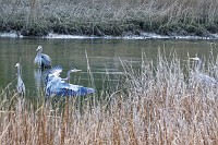 DZ8_0598 Eight great blue herons on Wormley Creek