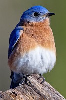 Bluebird on the tour road fence, Backliteagle in the nest