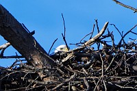 D5C_5962 Sitting on the nest