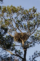 _DSC5754 Full nest view Sat morning