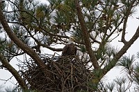 Female in the nest