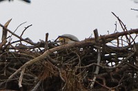 D5C_5727 Still sitting on the nest