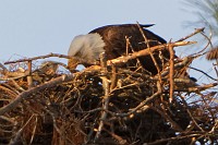D5C_6441 !st eaglet sighted!