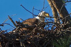 One working on the nest, the other in the oak overlooking the rive