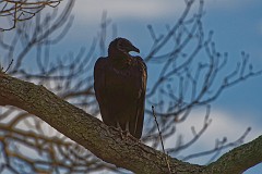 D5C_5508 Black vulture in the oak overlooking the river