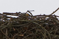 Sitting on the Moore House Rd nest and others by the Watermen's Museum