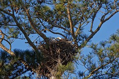Female on the nest