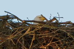 Nest building and morning hand-ff