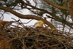 Female in the nest