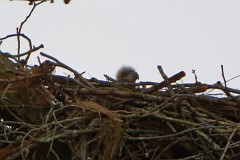 Better view of the 1st eaglet, both parents guard the nest