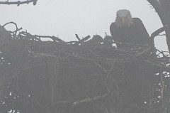 Two eaglet chicks confirmed!