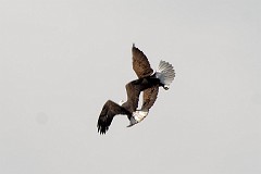 Pair of eagles over Wormley Pond. Fighting for terrotory or mating?