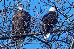 The other eagle pair, female on left across from the Watermens Museum