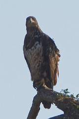Juvenile by the Moore House, adult in nest