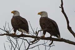 Eagle pair by the Moore House