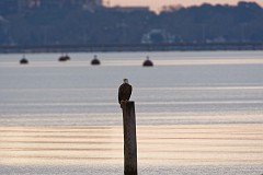 D5C_5796 First time I have seen an eagle on a pier post along the Riverwalk