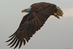 Eagles on the York River