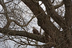 D5C_6001 Eagle in the big oak across from the nest